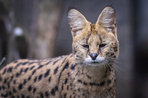 Portrait of a serval, Leptailurus serval