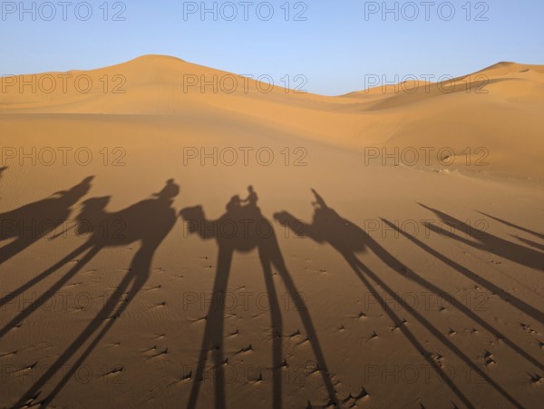 A caravan of dromedaries passing the Sahara desert in the evening, Erg Chebbi in Morocco