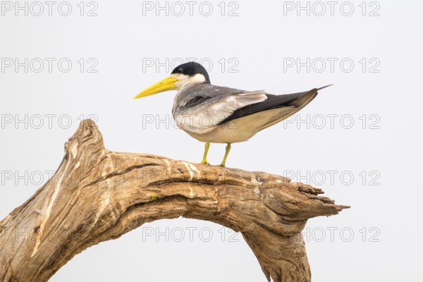 Large-billed Tern (Phaetusa simplex), Pantanal, inland, wetland, UNESCO Biosphere Reserve, World Heritage Site, wetland biotope, Mato Grosso, Brazil