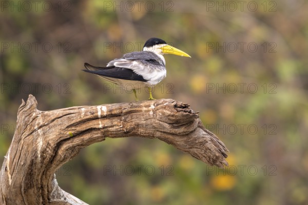 Large-billed Tern (Phaetusa simplex), Pantanal, inland, wetland, UNESCO Biosphere Reserve, World Heritage Site, wetland biotope, Mato Grosso, Brazil