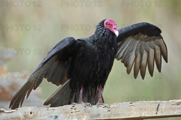 Turkey Vulture, Cathartes aura, Chile
