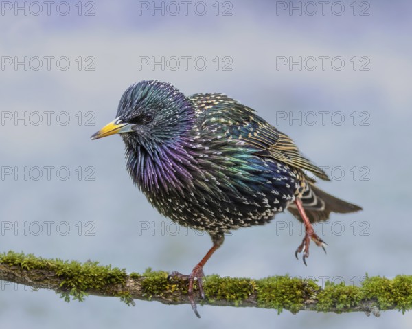 Starling (Sturnus vulgaris) in spring plumage standing one-legged on a rotten branch, Hochrhein, Baden-Württemberg, Germany