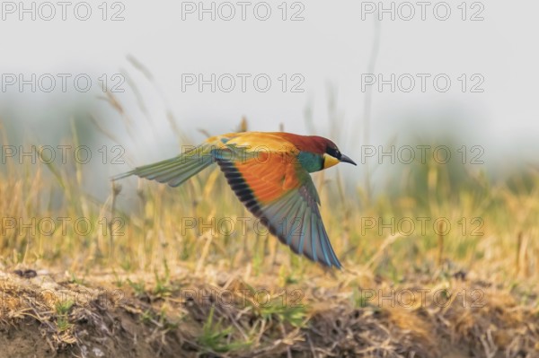European Bee Eater In Flight (Merops Apiaster)