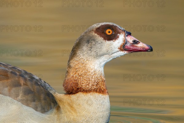 Nile Goose, Alopochen aegyptiaca, portrait, swimming, in the lake
