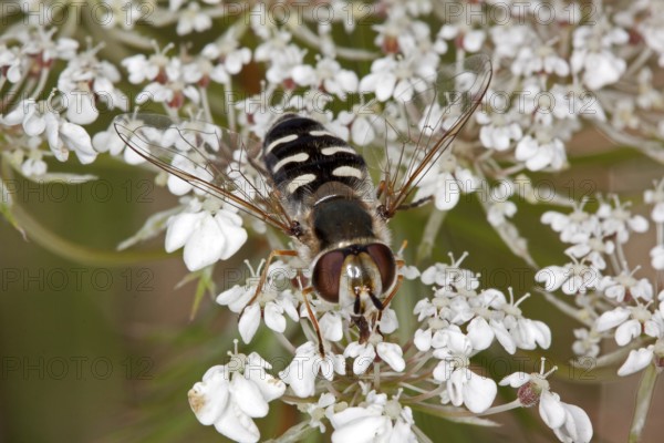 Scaeva pyrastri, Scaeva pyrastri
