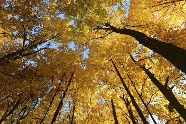 Nature, autumnal forest, view from below into the tree tops, Province of Quebec, Canada