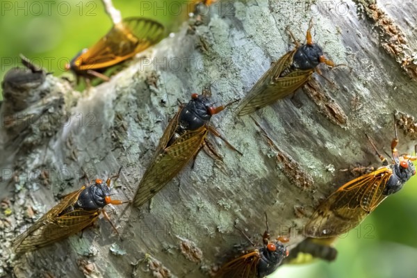 The 17-year cicada, Magicicada cassini, emerges in vast numbers in North America every 17 years, often synchronizing their courtship in massive displays. Described in 1852, named after John Cassin