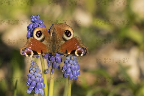 Peacock butterfly (Aglais io) on a flower