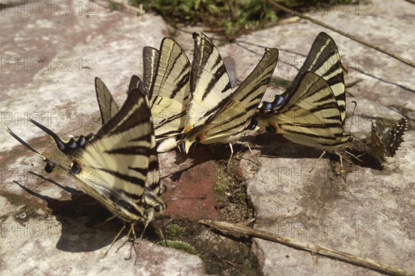 A lot of butterflies on the ground