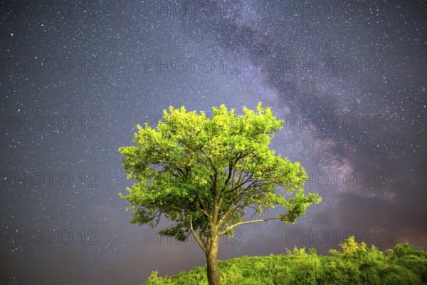 A view of the stars of the Milky Way. Green plum tree with plums high in the mountain in the foreground. Night sky nature summer landscape. Perseid Meteor Shower observation