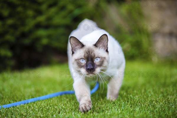 Cute funny young cat of the Mekong Bobtail breed, walks merrily on a green juicy meadow. A cat from the Siamese family with no tail and blue eyes sits on the green graß with a leash