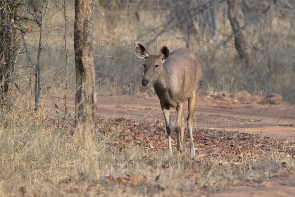 Sambar (Cervus unicolor), roe deer, deer, horse deer, noble deer, Bandhavgarh National Park, tiger reserve, Madhya Pradesh, Vindhya Hills, India