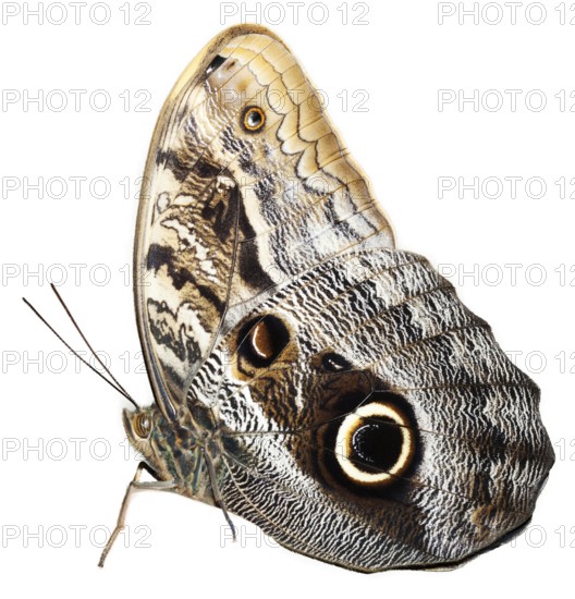 Tropical orange and black - butterfly isolated on white background