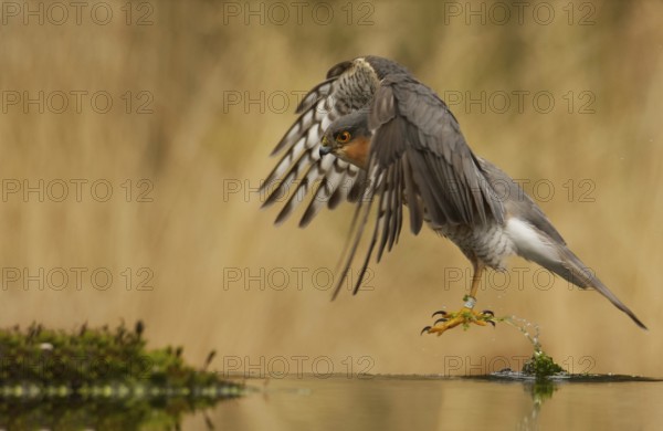 Sparrowhawk (Accipiter nisus)