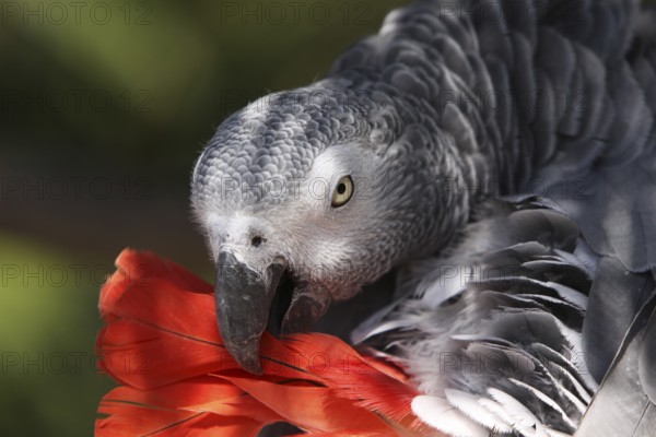 Grey parrot