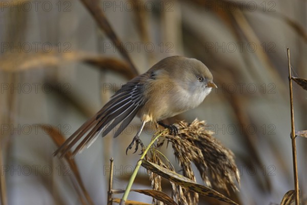 Bearded tit, female, Panurus biarmicus, bearded reedling, female