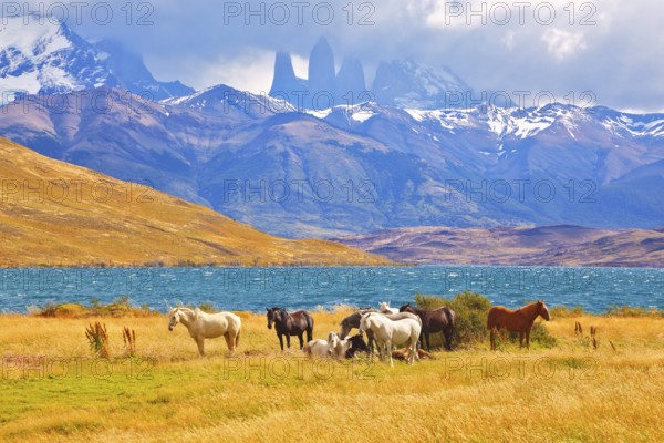 Beautiful thoroughbred horse grazing in a meadow near the lake. On the horizon, towering cliffs Torres del Paine