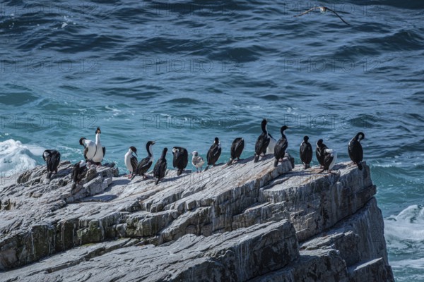 Blue-eyed Cormorant (Phalacrocorax atriceps), also Imperial shag, on a cliff by the sea, Pebble Island, Falkland Islands, Great Britain, South Atlantic
