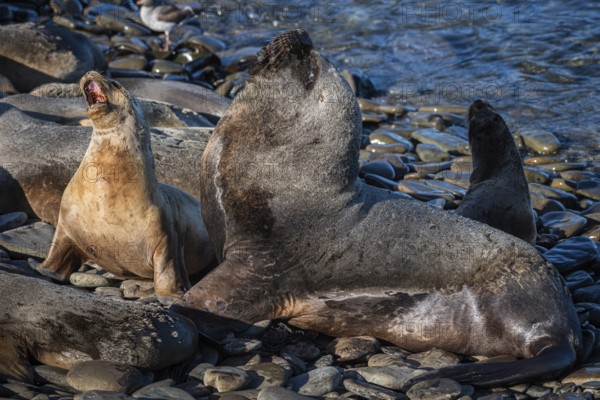 Maned seals (Otaria flavescens) showing readiness to mate, Bleaker Island, Falkland Islands, Great Britain, South Atlantic