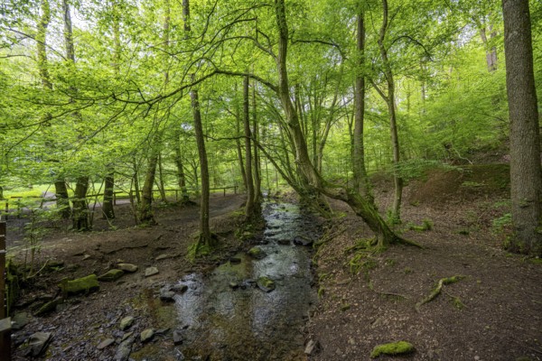 Small stream flows through a green forest full of trees and moss, calming atmosphere, the Gelpe in Gelpetal, Wuppertal