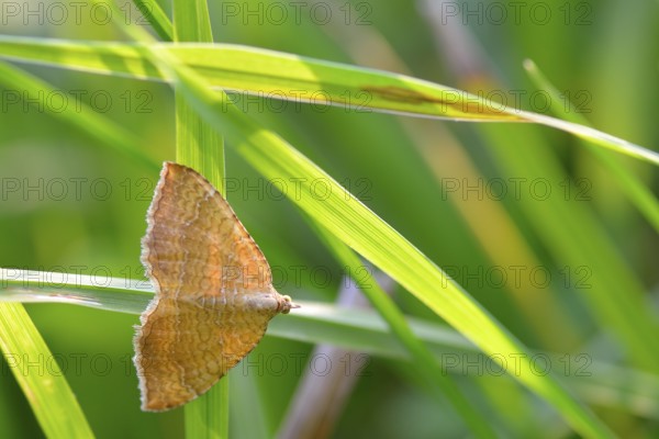 Yellow Shell on a meadow. Ochre-yellow leafhopper on a blade of grass