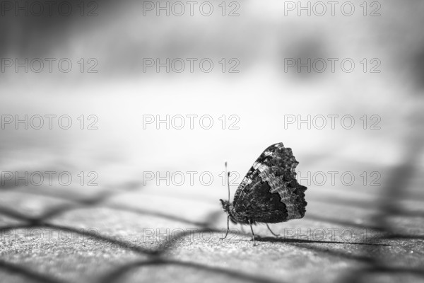 Close up of a butterfly in black and white, on blurry background