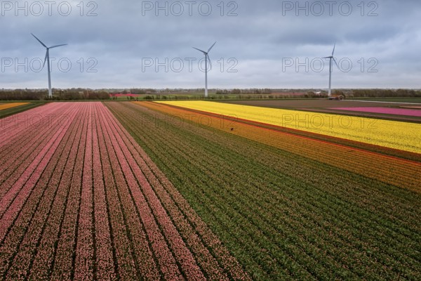 Multicolored flowers, tulip in the fields in the Netherlands