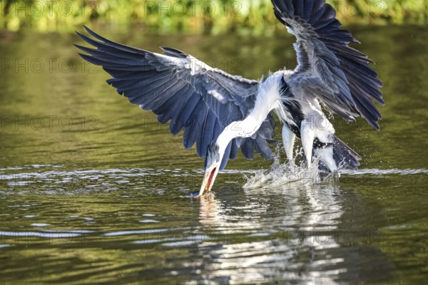 Cocoi heron catching a Pirhana in flight over a river, spreading wings, Pantanal Wetlands, Mato Grosso, Brazil
