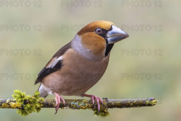 Hawfinch male (Coccothraustes coccothraustes) sitting on tree branch, protected forest, Black Forest, Germany