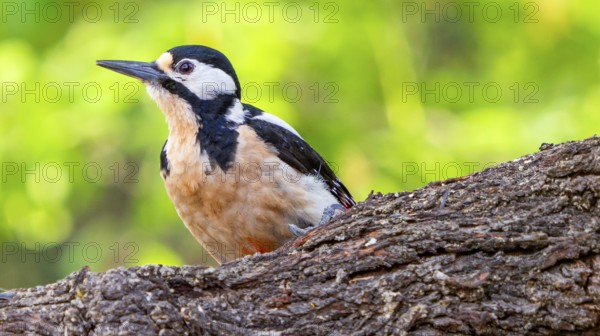 Great Spotted Woodpecker, Dendrocopos major, Mediterranean Forest, Castile and Leon, Spain