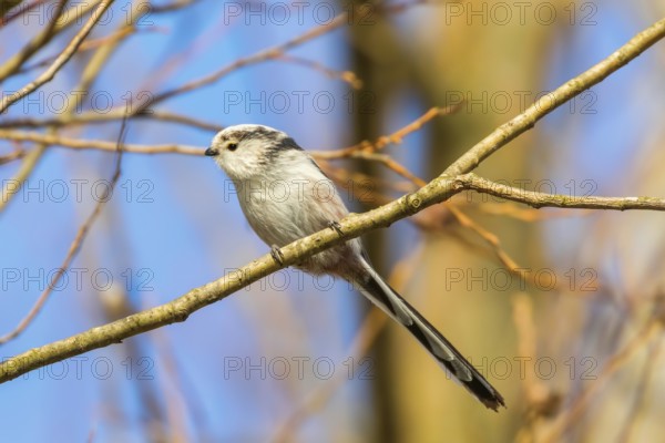 Long-tailed tit on branch (Aegithalos caudatus) Cute little Bird