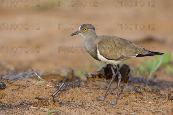 Lapwing (Vanellus lugubris), animals, birds, biotope, habitat, foraging, wader, plover family, Mkuze Game Reserve, Mkuze, KwaZulu-Natal, S¸dafrica