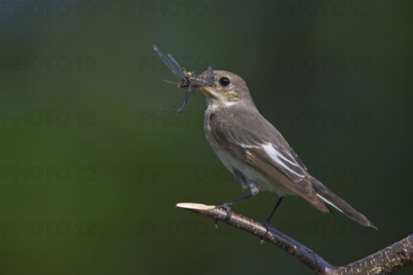 Animals, birds, songbirds, pied flycatcher, (Ficedula hypoleuca), biotope, habitat, perch, foraging, prey, dragonfly, Worms district, Rhineland-Palatinate, Federal Republic of Germany
