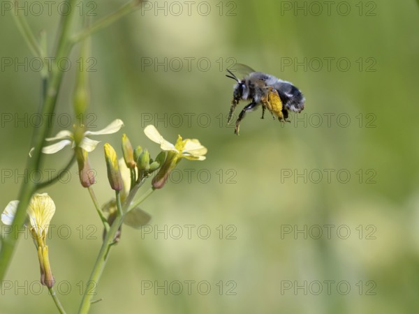 Bumblebee, (Bombus) insect, animals, insects, family of bees, flight photo, biotope, habitat, collects nectar, Lesbos, Lesbos Island, Greece