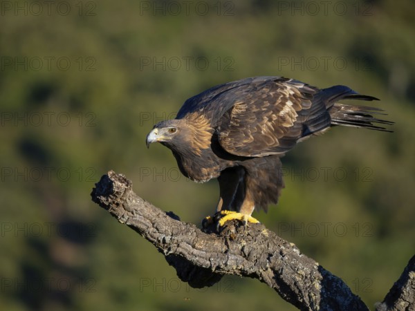 Golden Eagle, (Aquila chrysaetos), bird of prey, hawk family, perch, biotope, habitat, foraging, El Millaron Golden Eagle Hide, Salorino, Extremadura Caceres, Spain