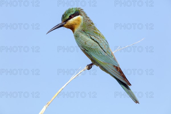 Blue-cheeked Bee-eater, (Merops persicus), family of bee-eaters, bird on perch, Muntasar oasis, Salalah, Dhofar, Oman
