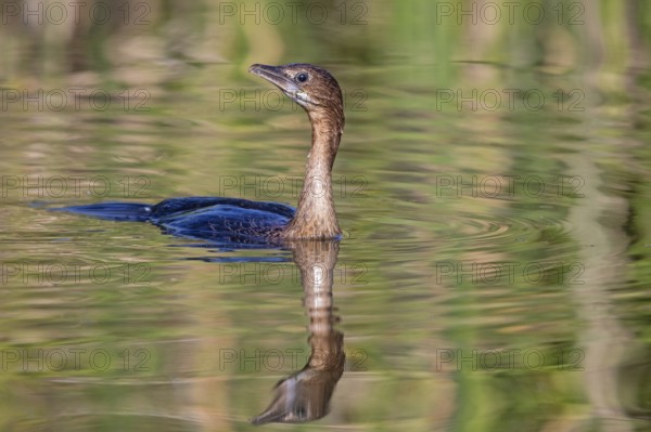Animals, birds, Pygmy Cormorant, (Phalacrocorax pygmeus), biotope, habitat, swims in water, foraging, family of cormorants Lesbos Island, Lesbos, Greece