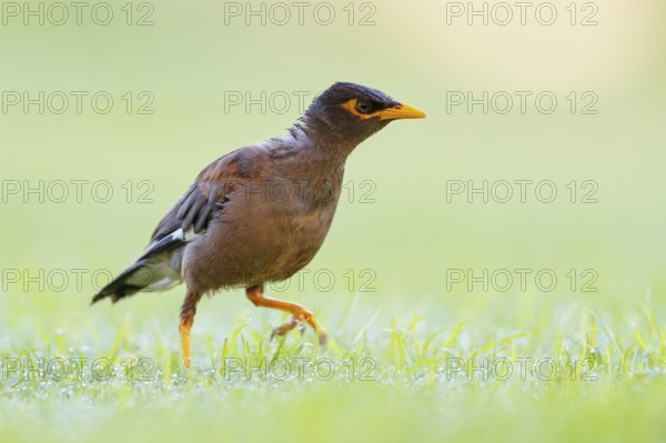 Shepherd's mynah, (Acridotheres tristis), animals, birds, perch, biotope, habitat, foraging Muscat, Al Qurm Park, Muscat, Oman