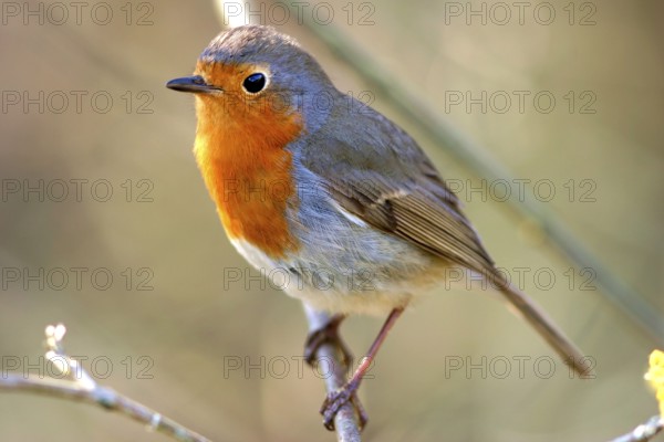 Robin (Erithacus rubecula), Animal, Birds, Songbirds Federal Republic of Germany