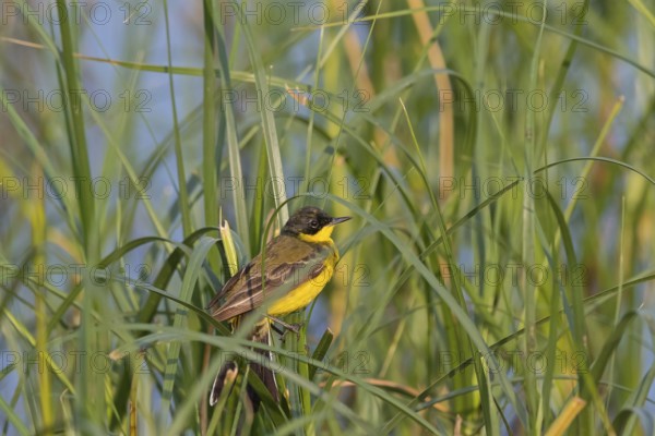 Masked wagtail, (Motacilla flava feldegg), (Motacilla feldegg), Yellow wagtail, Yellow wagtail, songbird, biotope, habitat, foraging, Lesbos, Lesbos Island, Greece