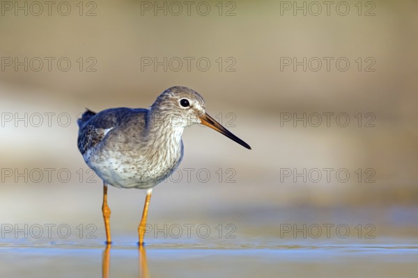 Redshank, (Tringa totanus), Animals, Birds, Snipe family, Raysut, Salalah, Sohar, Oman