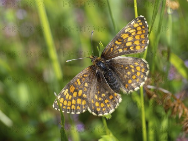 Fritillary butterfly, Common fritillary, (Melitaea athalia), butterfly, butterflies, moths, insect, insects, Black Forest, Feldberg region, Baden-Württemberg, Federal Republic of Germany