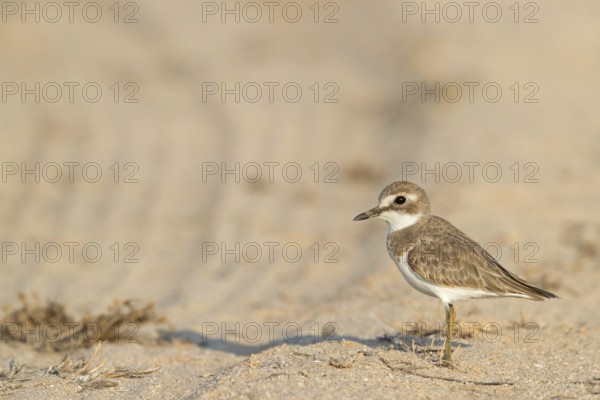 Desert plover, (Charadrius leschenaultii), animals, birds, biotope, habitat, foraging, Middle East, wader, plover family, Barr Al Hikman, Shannah, Ash Sharqiyah South, Oman