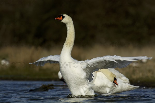 Mute Swan spreads its wings