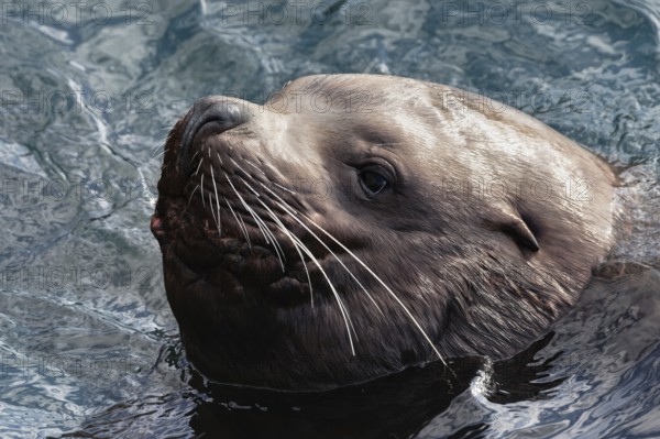 Portrait of wild sea animal Steller Sea Lion or Northern Sea Lion (Eumetopias Jubatus) swims in cold waves Pacific Ocean. Avachinskaya Bay, Kamchatka Peninsula, Russian Federation, Eurasia