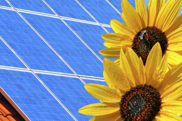 Solar modules with sunflowers, green electricity
