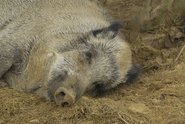 Wild boar takes a break.Wild Boar takes a break