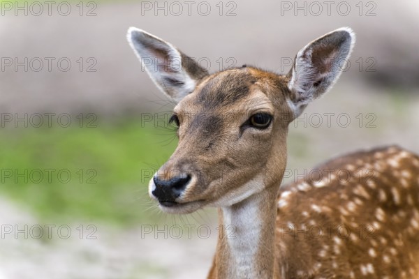 Deer