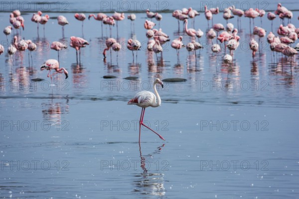 Soloist. Flock of white and pink flamingos feed themselves in coastal silt. Namibia. Sunrise. Ecological, active and photo tourism concept
