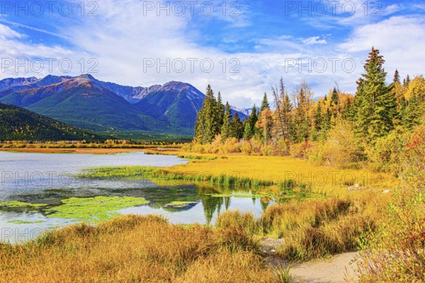 Small swamp on the shores of Lake Vermillon. The water is covered in green mud. Indian summer in the Rocky Mountains. The smooth water of Lake Vermillon. Canada